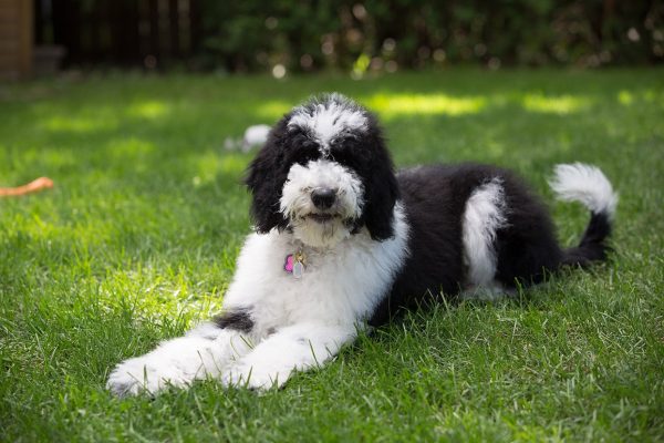 Sheepadoodle