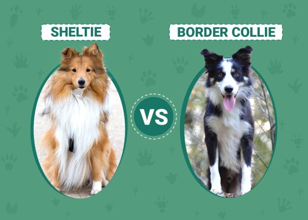 Sheltie vs Border Collie
