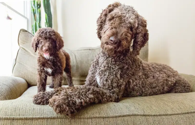 shepadoodle dog and puppy on the sofa