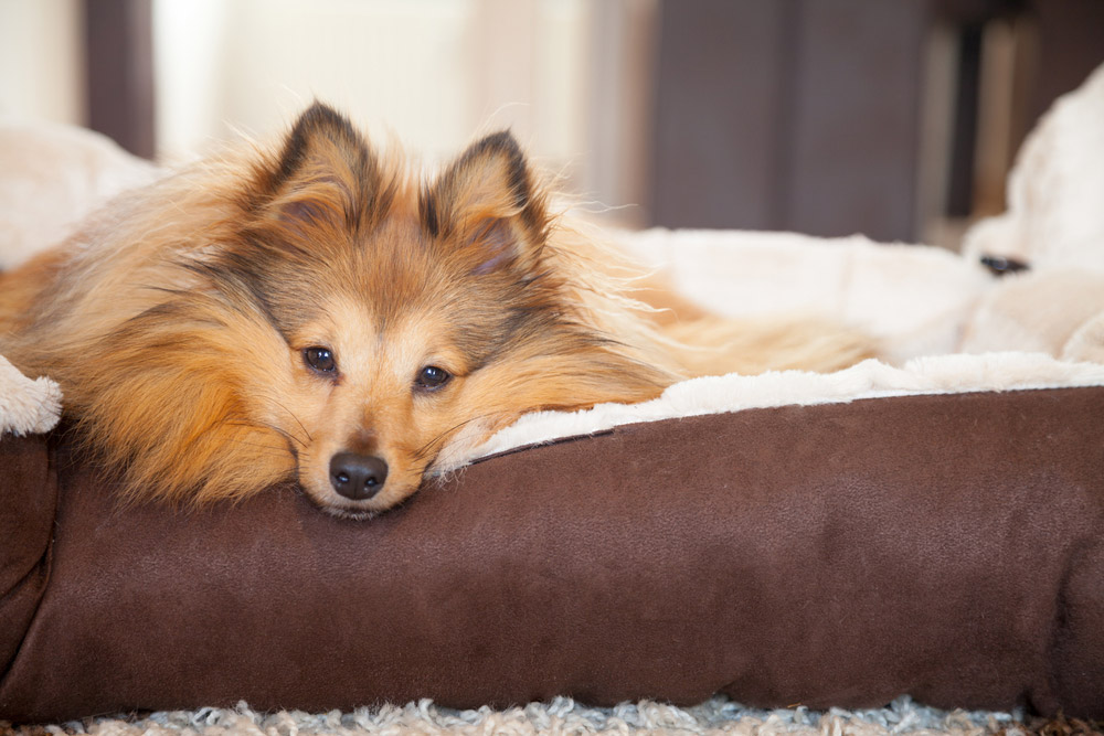 shetland sheepdog lying on dog bed