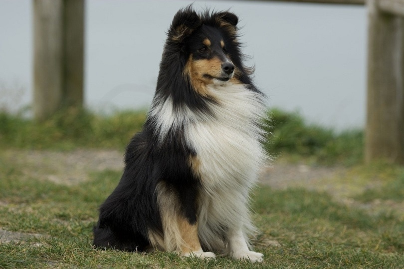 shetland shepherd-pixabay