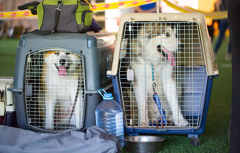 shiba inu and husky dog inside the carriers