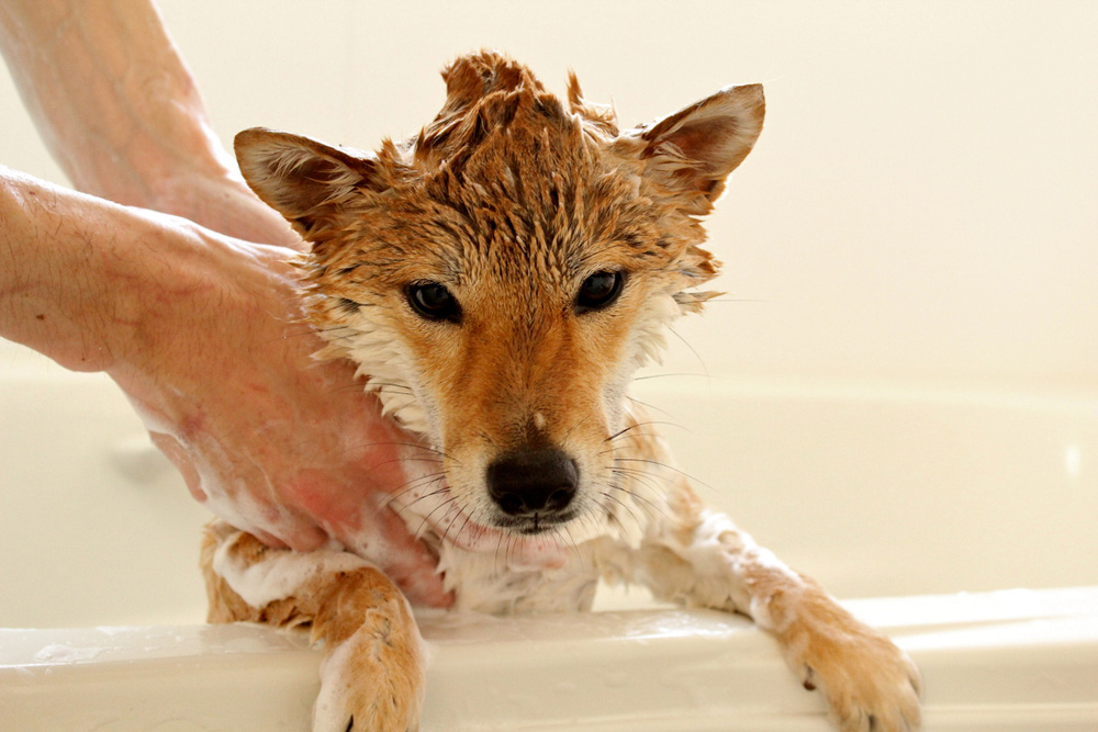 shiba inu dog getting a bath