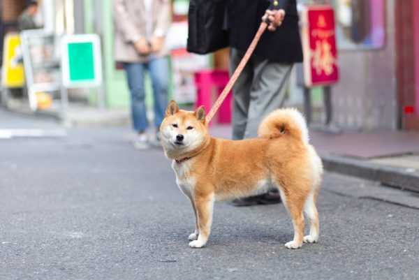 shiba inu dog walking with his owner