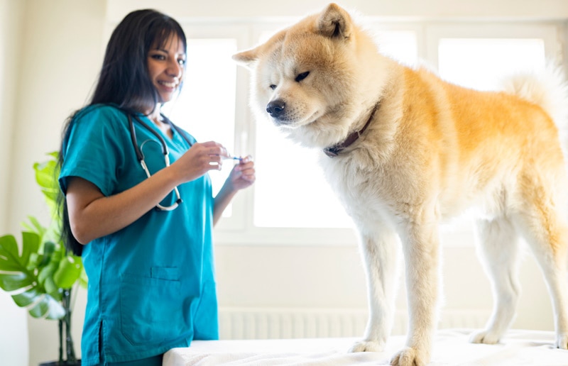 shiba inu dot at the vet clinic