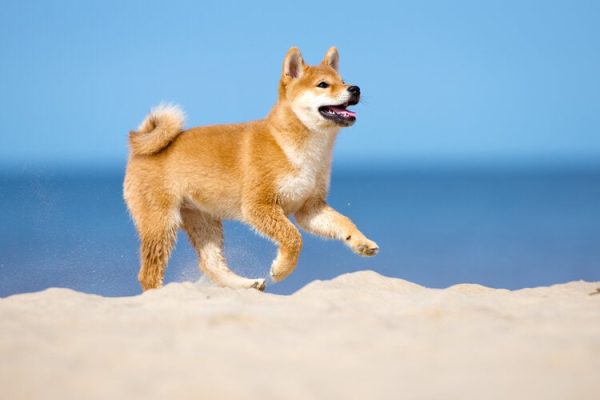 shiba-inu-on-the-beach