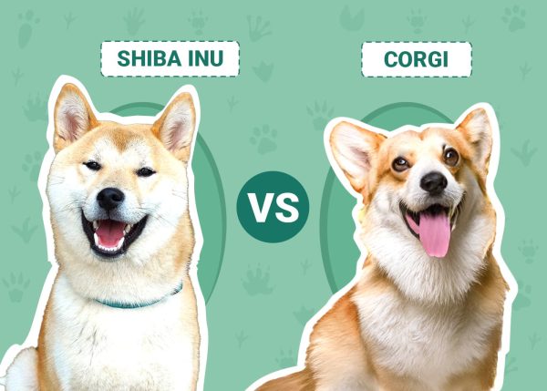 Shiba Inu vs. Corgi