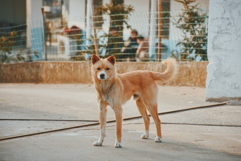 shiba-inu