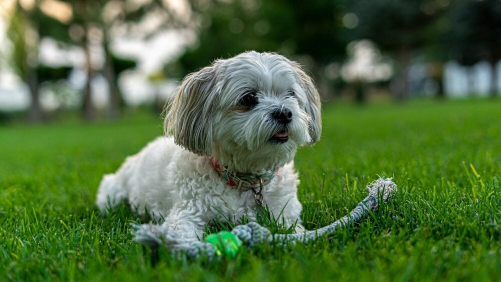 shih poo sitting on a grass