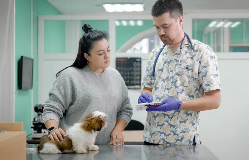 shih tzu at the vet