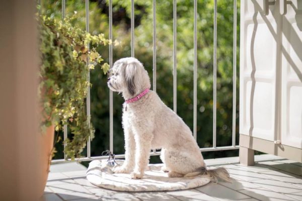 shih tzu dog looking out from the balcony