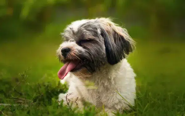 shih tzu dog on the grass