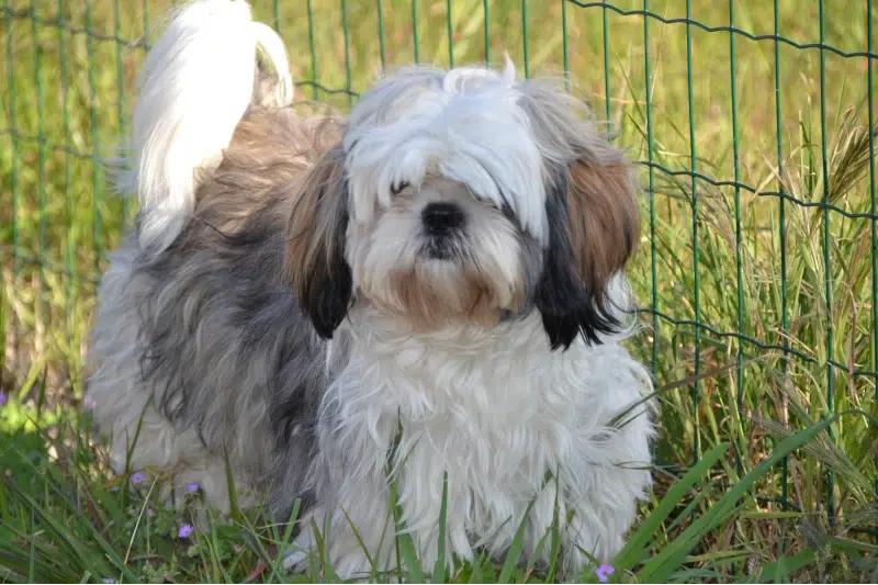 shih tzu dog outdoors near a fence