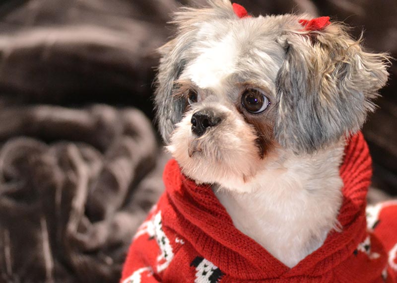 shih tzu dog with tear stains