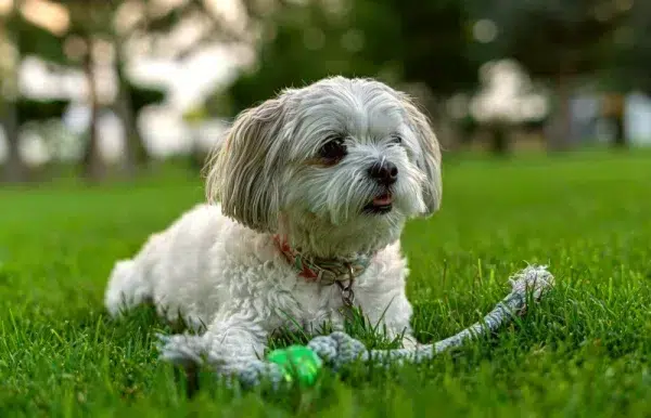 shih tzu playing with dog toy on the grass