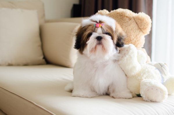 shih tzu puppy sitting on sofa