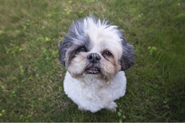 shih tzu sitting in the grass face closeup shot