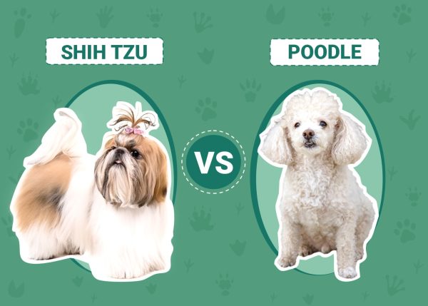 Shih Tzu vs Poodle