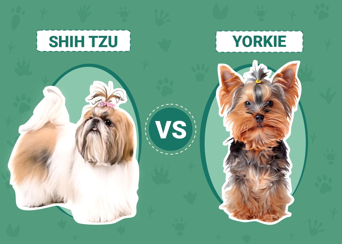 Shih Tzu vs Yorkie Key Differences & Similarities (With Pictures