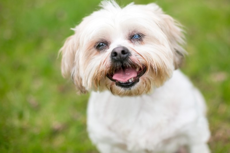shih tzu with cataracts
