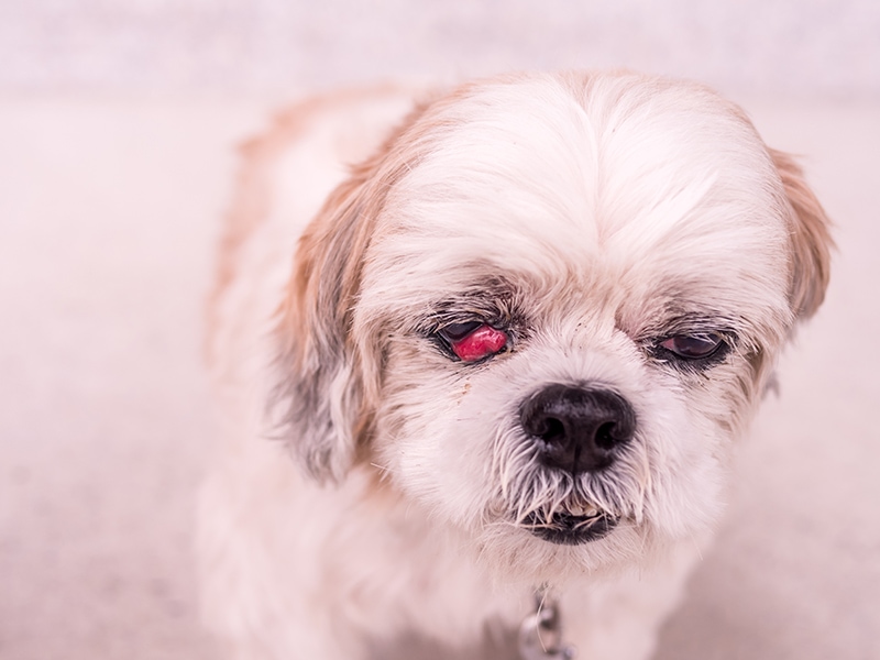 shih tzu with cherry eye