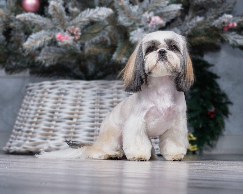 shih tzu with cone paws