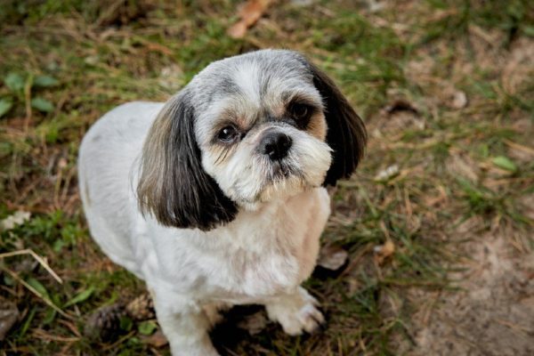 shih tzu with puppy cut