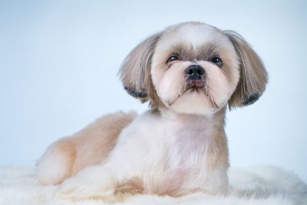 shih tzu with teddy bear cut