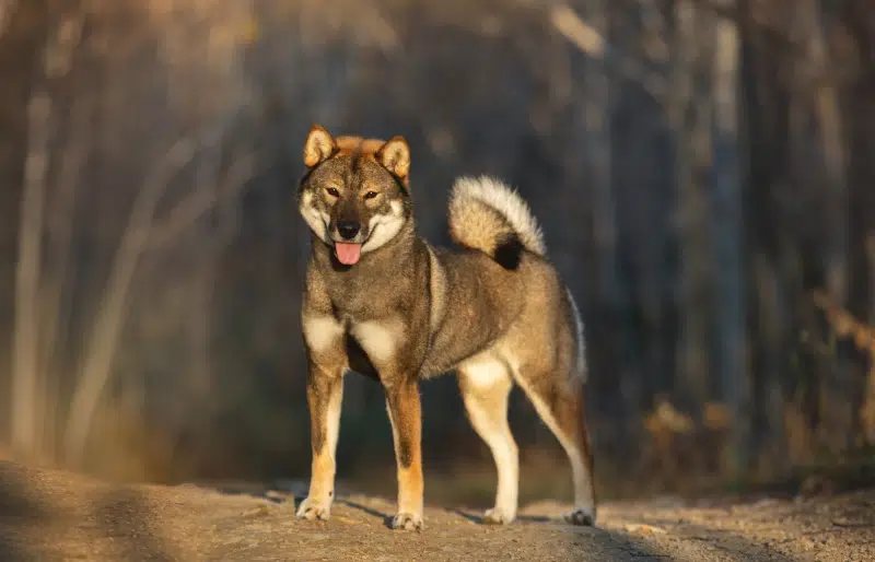 shikoku dog standing in the forest