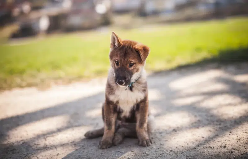 Shikoku dog in a show stand outdoor