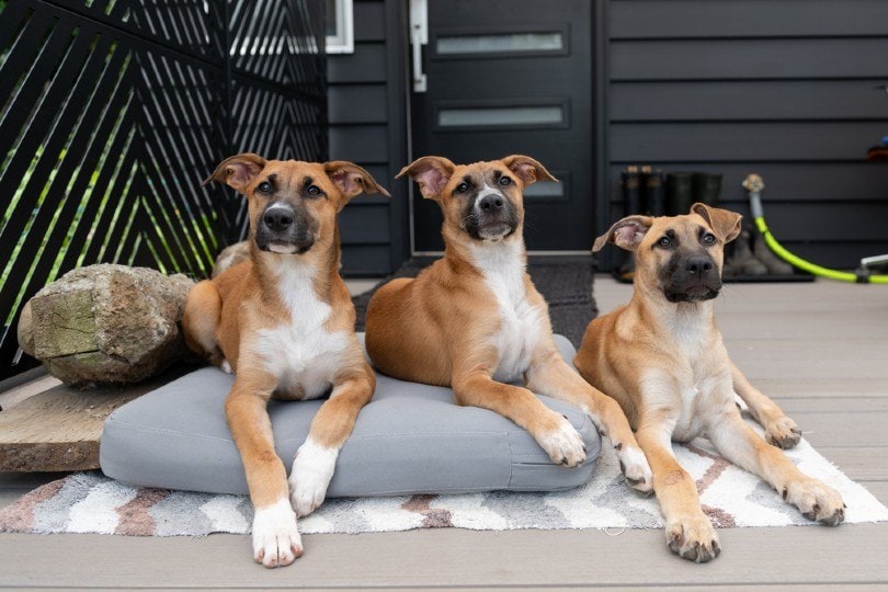 shorthaired Black Mouth Cur puppies
