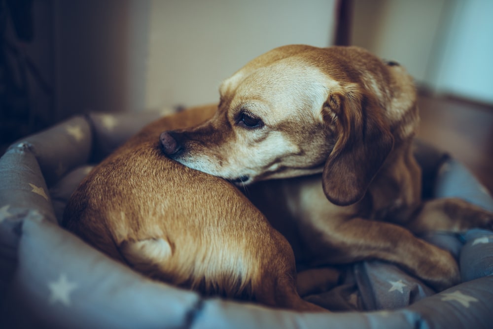 dog scratching in bed