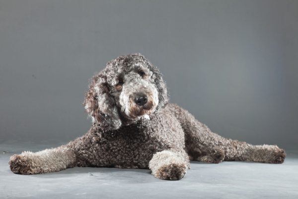 Grey Labradoodle Isolated On Grey Background