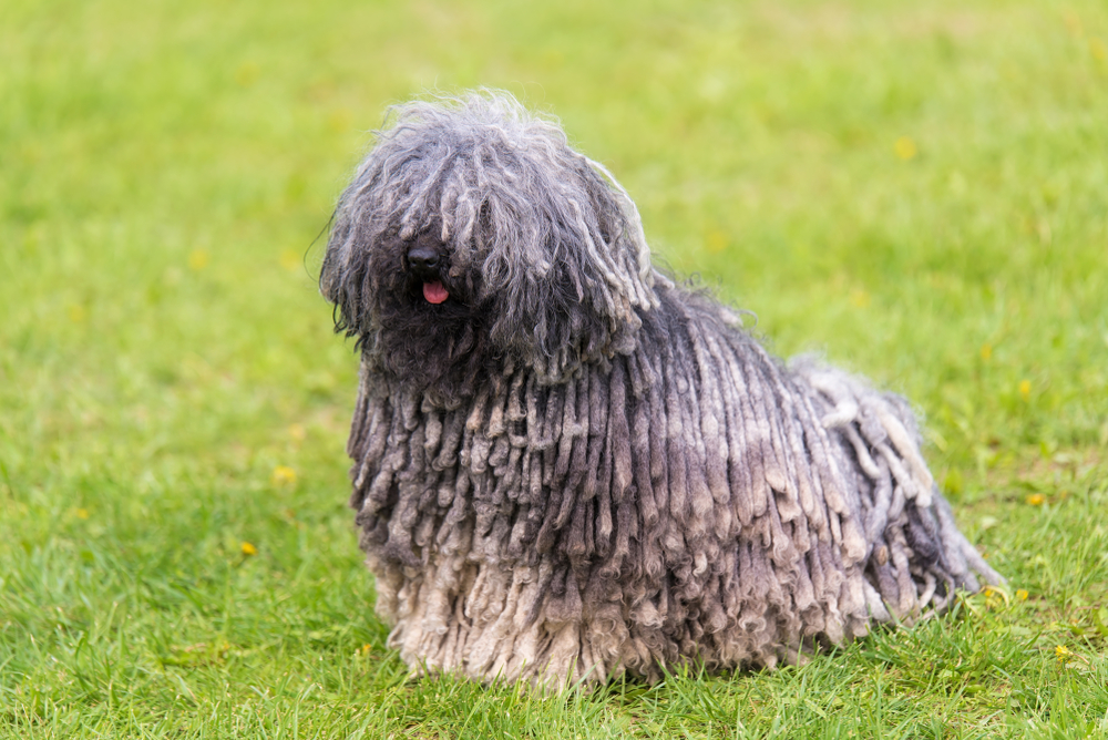 Gray hungarian puli dog in the green park