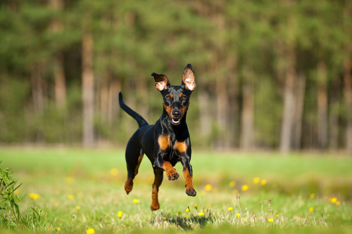 German pinscher dog running
