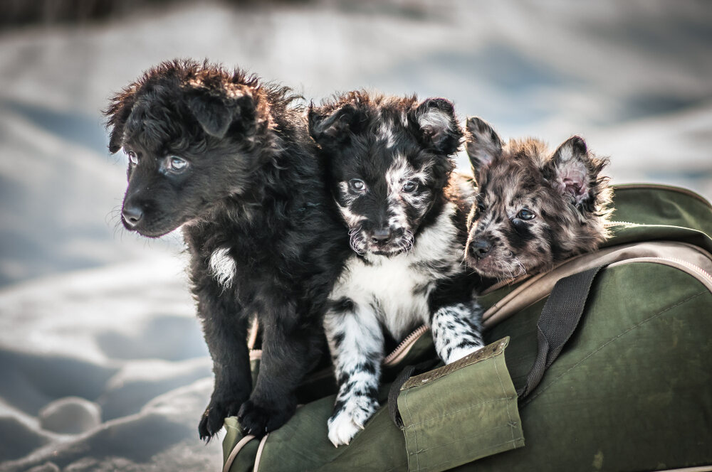 Cute mudi puppies in the bag