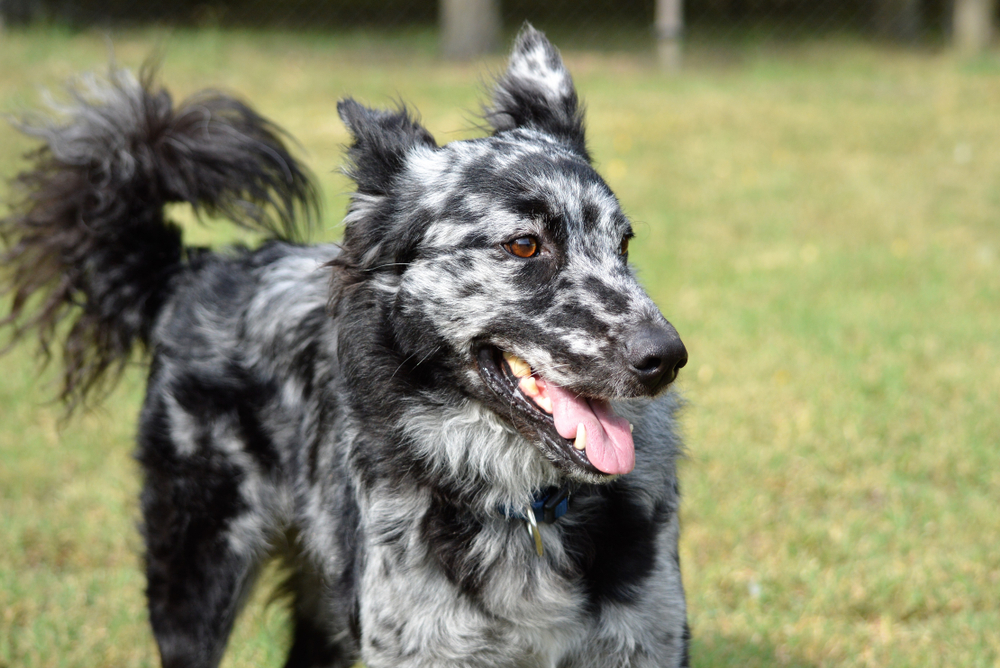 Hungarian Dog Breed Mudi