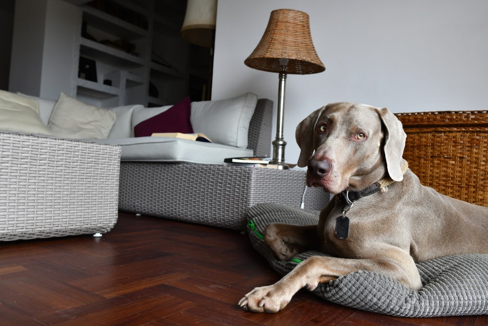 Weimaraner in Living Room