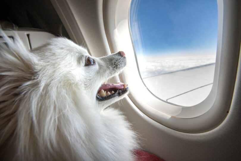 Dog on an airplane