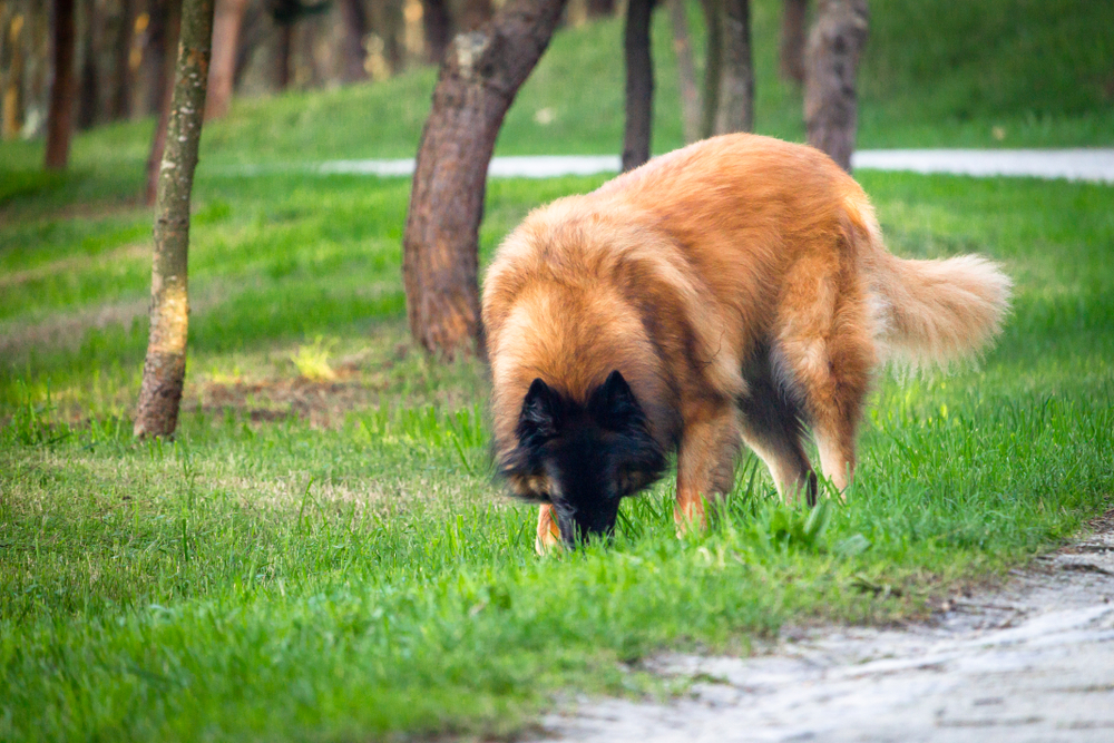 Front view of a Serra da Estrela dog eating some grass at the green forest park