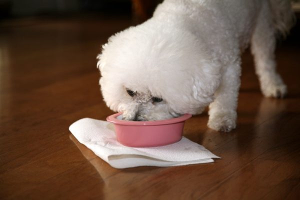 Bichon eating