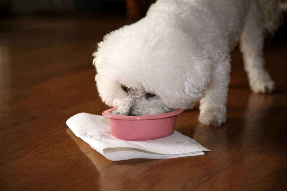 Bichon eating