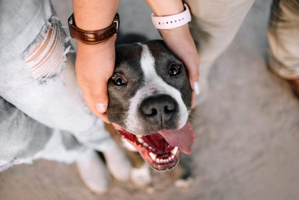 Pitbull with Owner