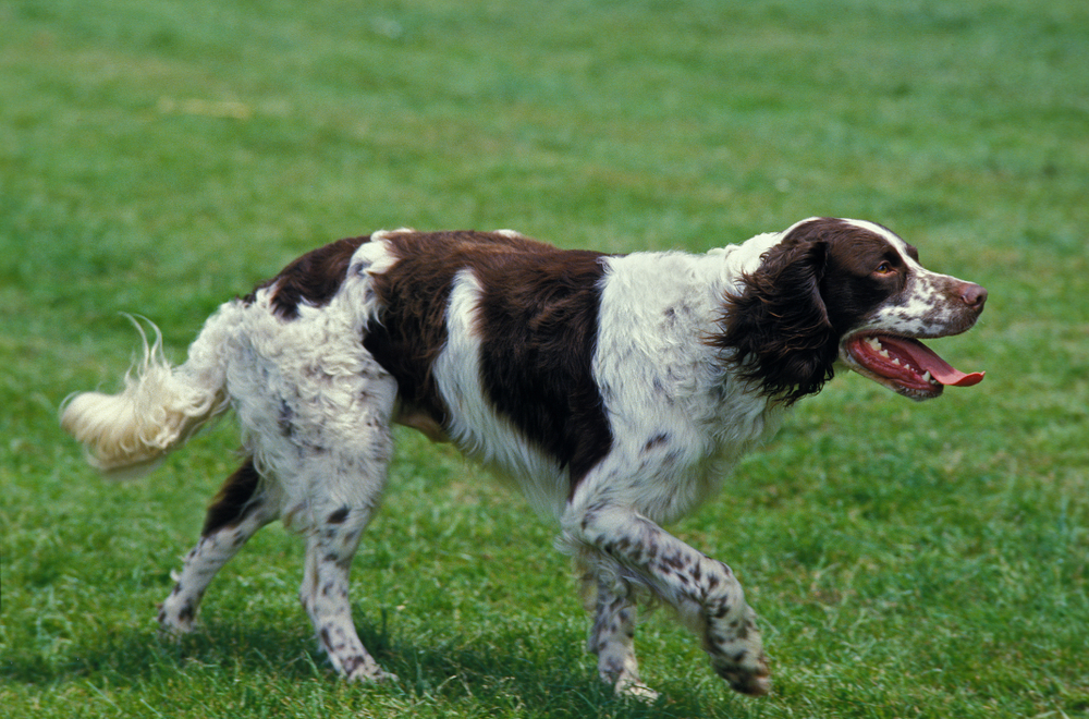 French Spaniel walking on grass