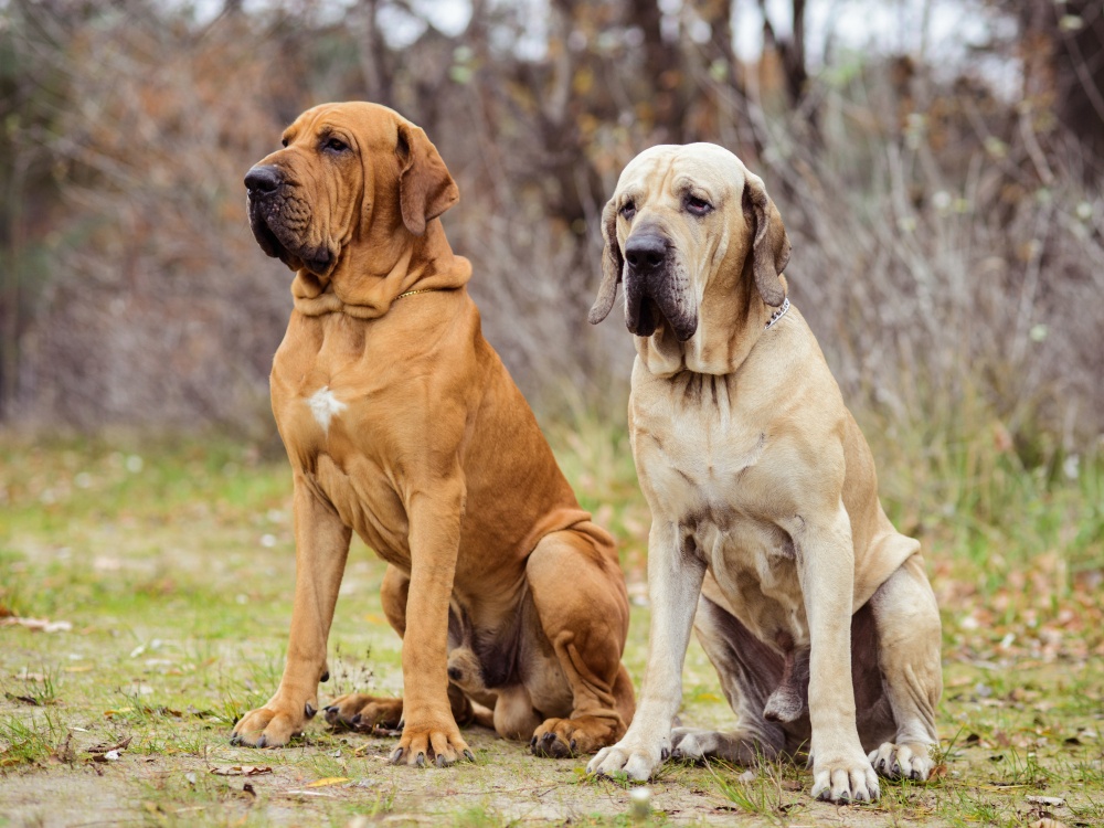 brazilian Mastiff