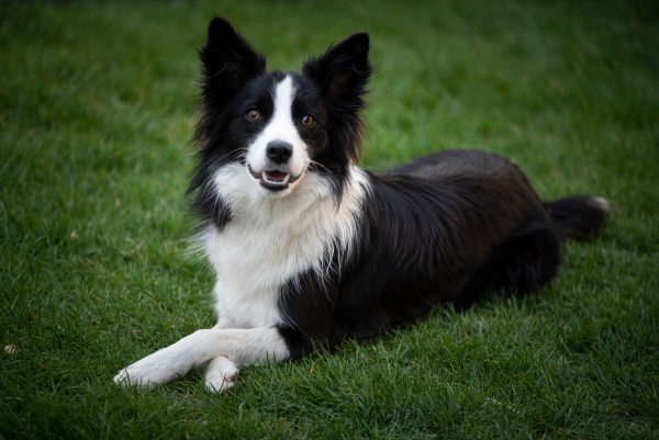 Female Border Collie