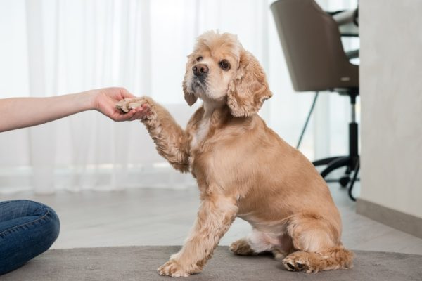 Cocker Spaniel giving paw training