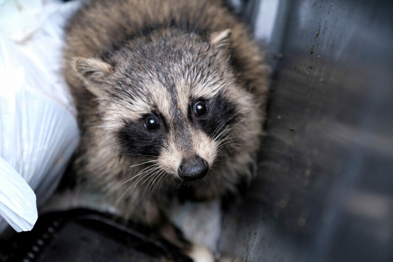 Will a Raccoon Attack a Dog? VetApproved Safety Advice Dogster