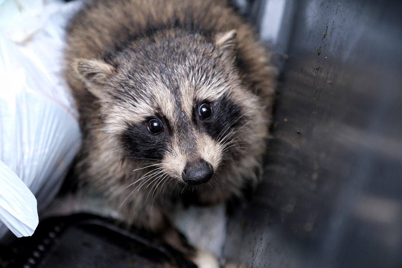 Raccoon in garbage pail looking at camera