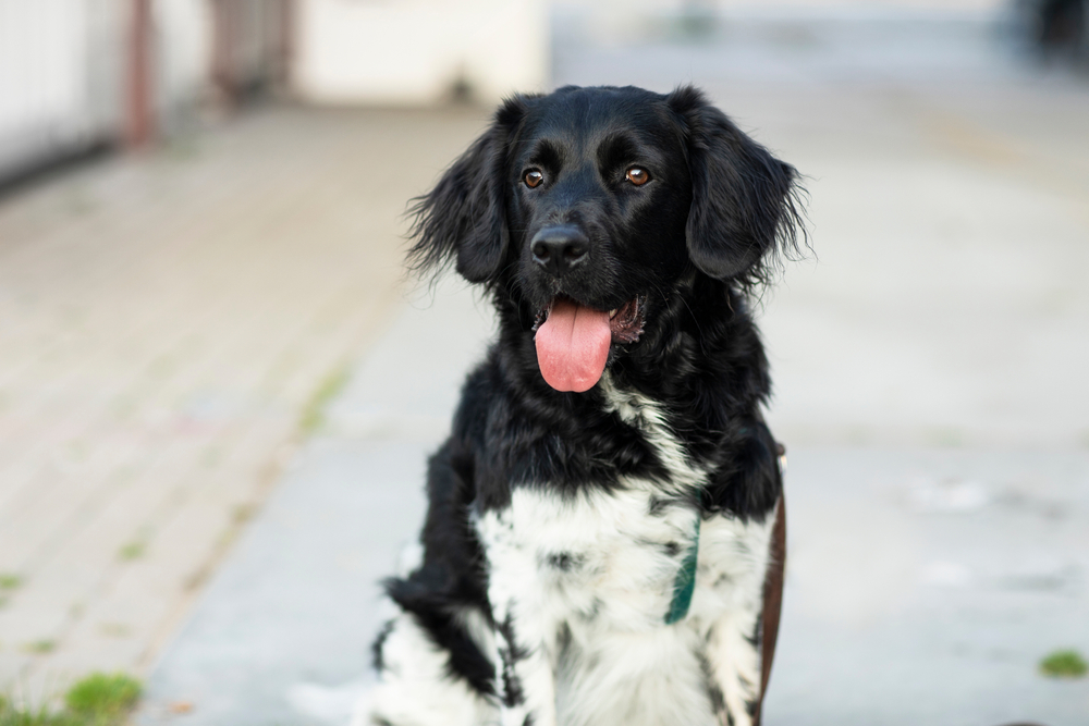 white spotted stabyhoun dog sitting outside